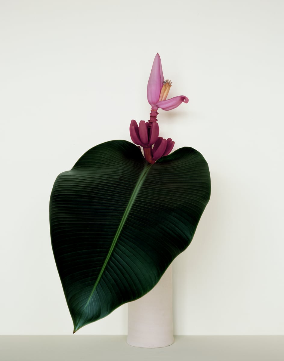 クリーム色の壁を背に、白い円筒に活けた濃緑のハート形の葉と、その上に立つ紫の芭蕉の花