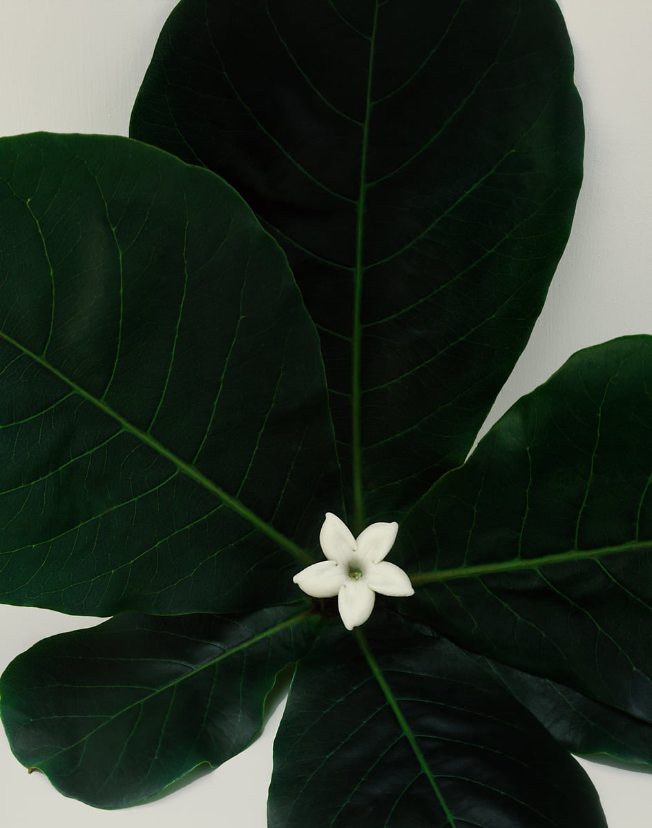 Five large dark tropical leaves filling the frame, a single small white star-shaped flower opening at their centre