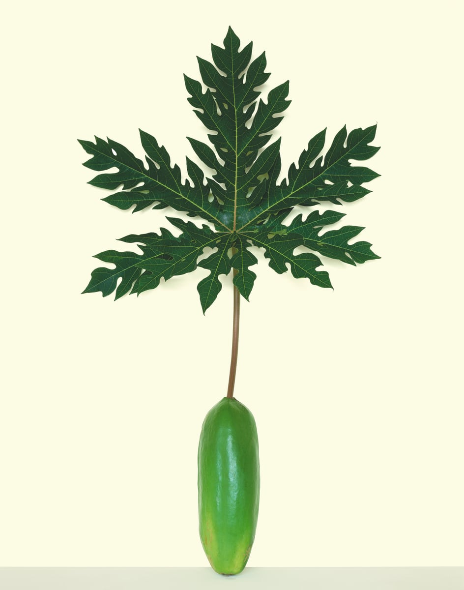 A green papaya standing on its end, a long slender stem rising from it to a large lace-edged papaya leaf, against a pale cream wall