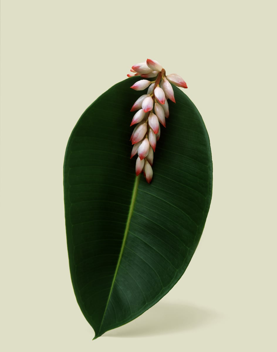 A single broad dark green leaf standing upright with a pink-and-white shell ginger flower spike resting along its upper edge, against a pale olive ground