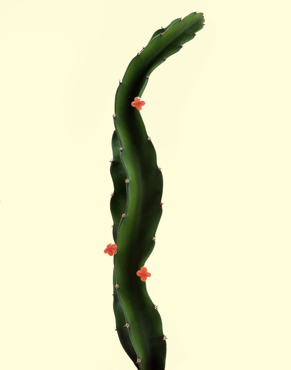 A single ridged, thorned green cactus stem curving upward through the frame, three small coral-red flowers opening along it, against a pale cream wall