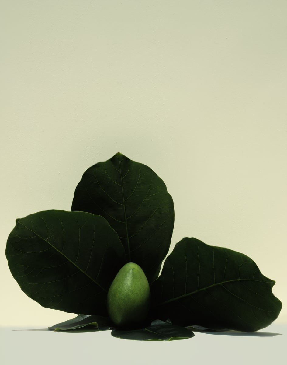 Three broad dark leaves opening from a low centre with a single green fruit resting among them, against a pale cream ground