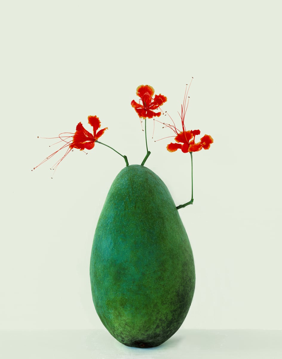 A large green mango standing on its end, three flame-red peacock flowers with long stamens rising from it on thin stems, against a pale green-grey wall