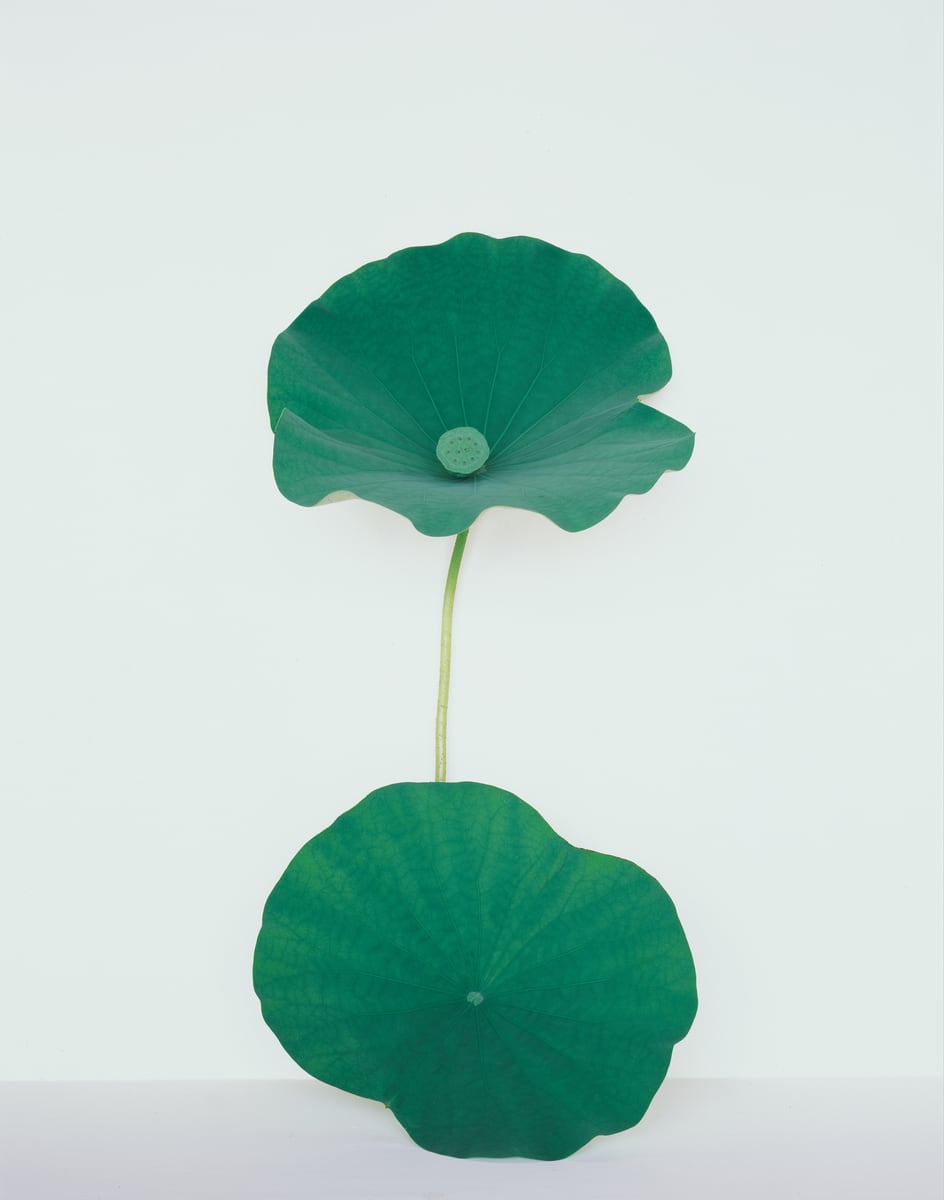 白い壁を背に、一本の茎に上下に開いた二枚の蓮の葉
