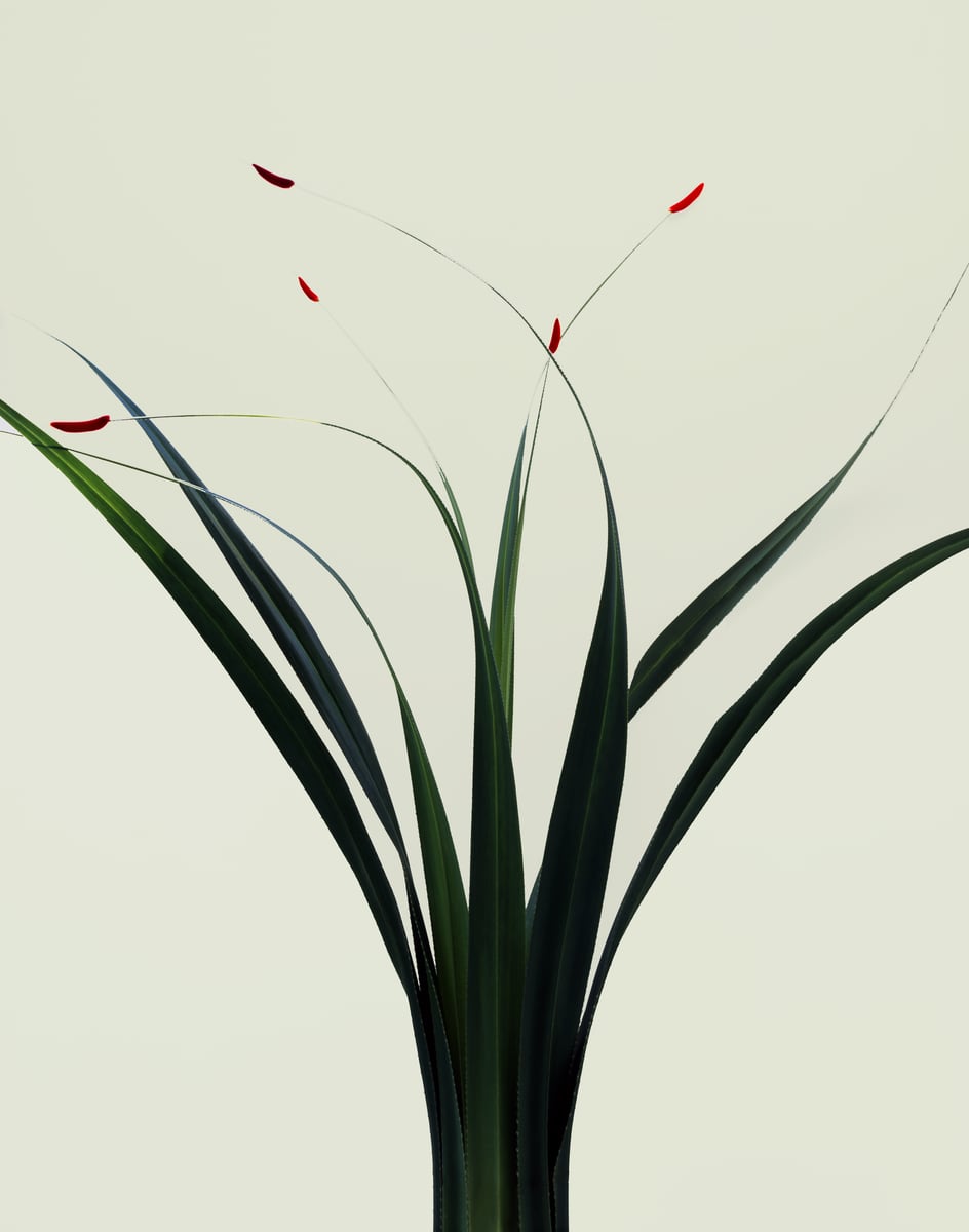 Long dark green blades sweeping out from the base like brushstrokes, fine threads rising above them each tipped with a small red mark, against a pale grey-green wall