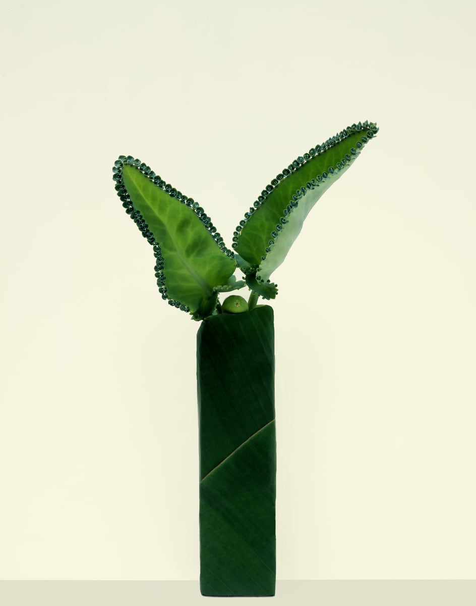 Mother of Thousands