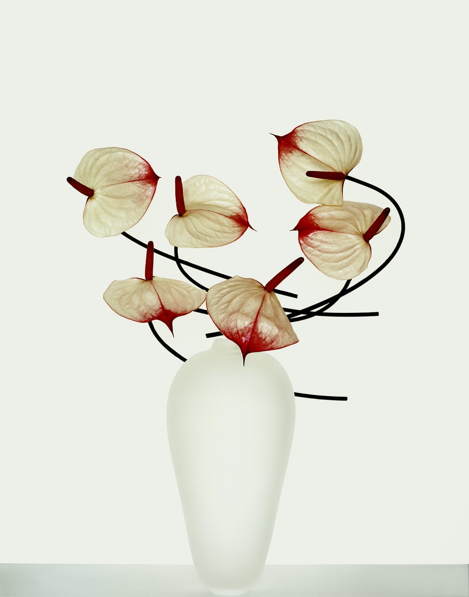 Six cream anthuriums with crimson throats in a tall white vase, black looping stems drawing arcs around them, against a pale grey wall