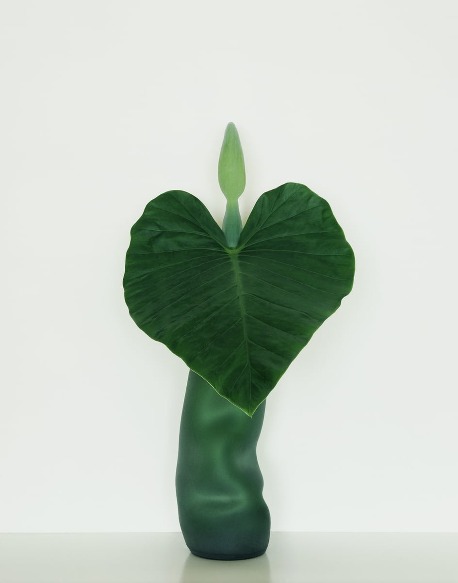 A heart-shaped elephant-ear leaf held up before a bent green frosted-glass bottle, a pale closed bud rising above it, against a pale grey-white wall
