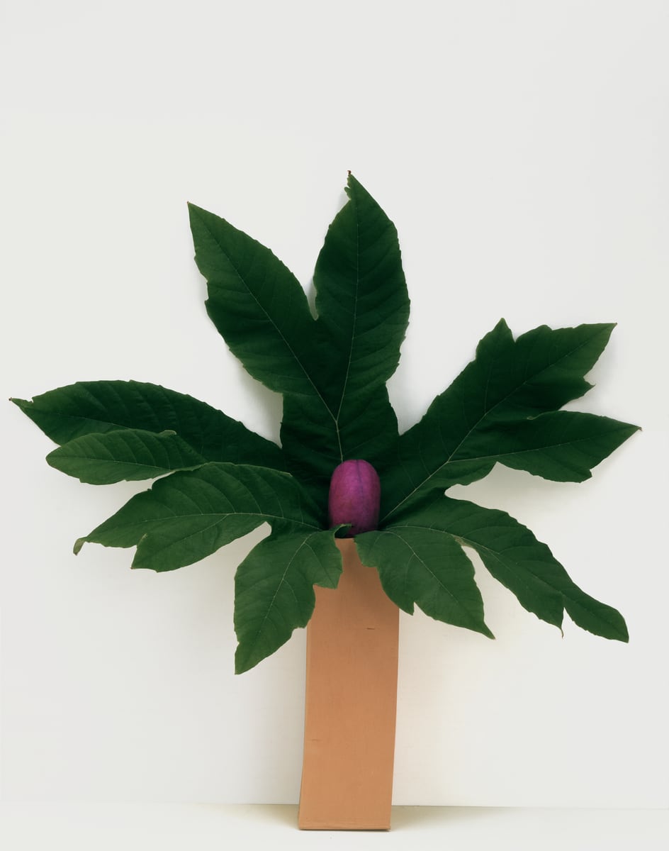 A star of long dark green leaves fanning from a tall terracotta block, a single small purple bud at their centre, against a white wall